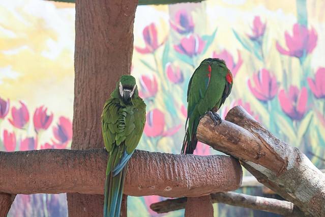 兰卡威野生动物园