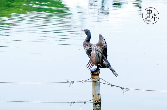 井之头恩赐公园