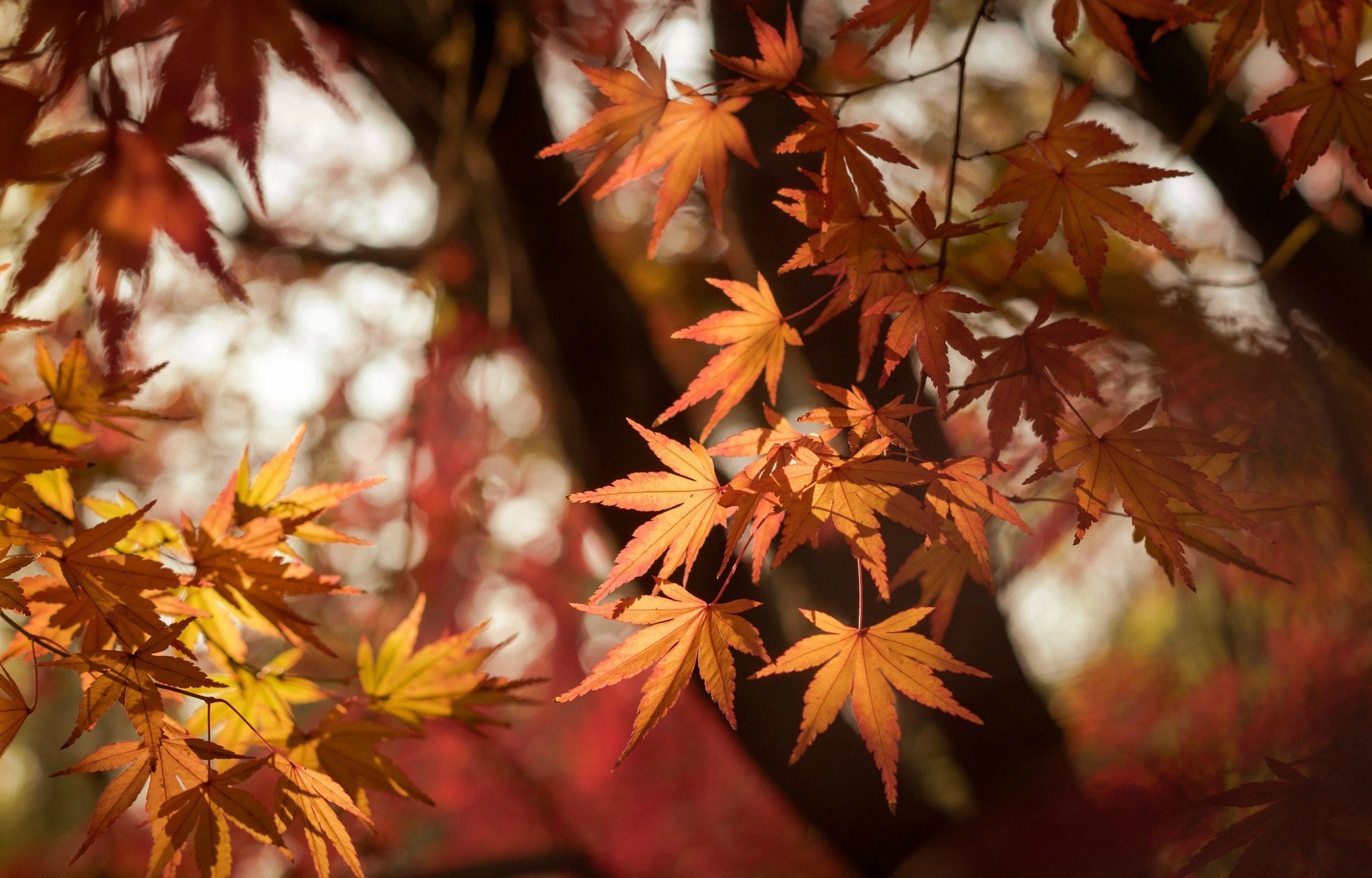 在漠河等风来~漠河之行
