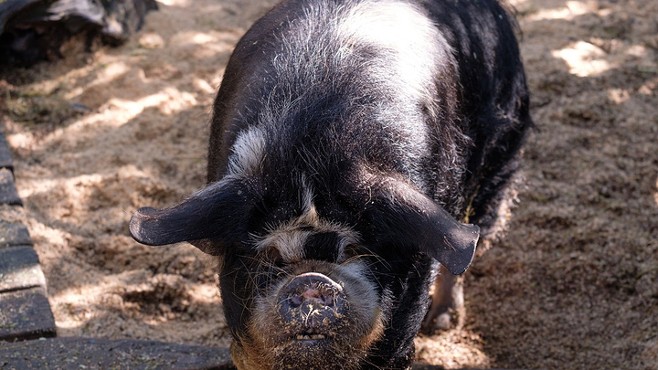 在霍比特人里面多次出现的明星,昆昆猪! 新西兰 特有的物种.