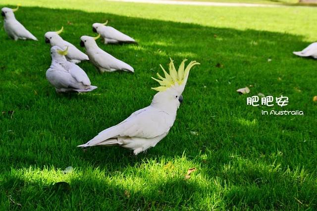 悉尼皇家植物园