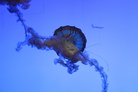 上海海洋水族馆