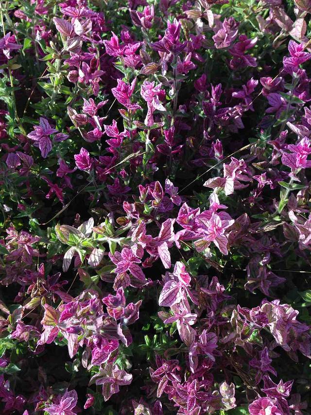 观蓝谷薰衣草观光园