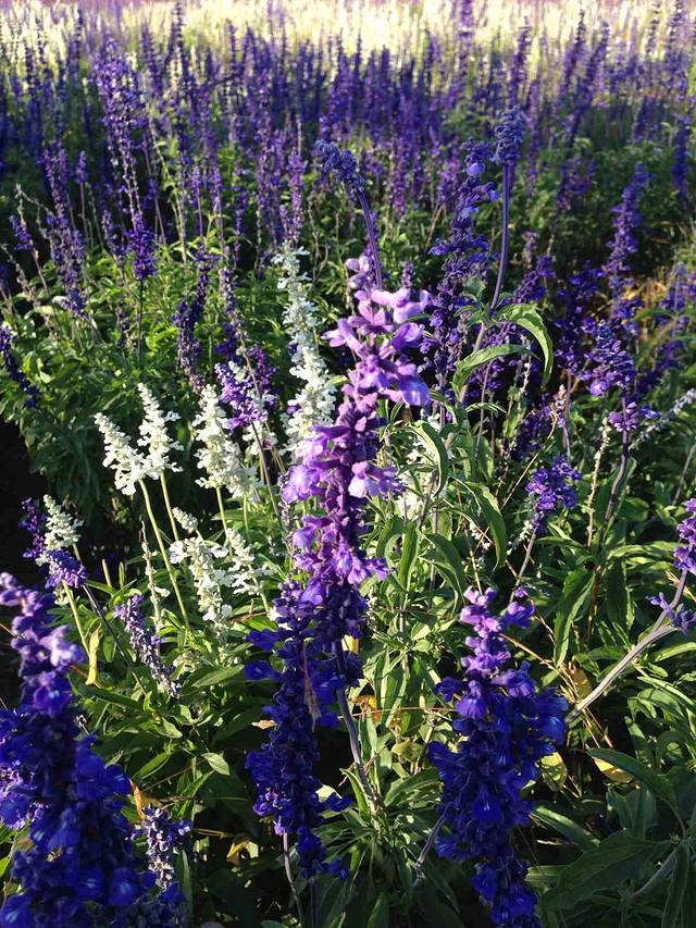 观蓝谷薰衣草观光园