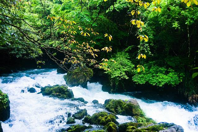 茂兰喀斯特森林