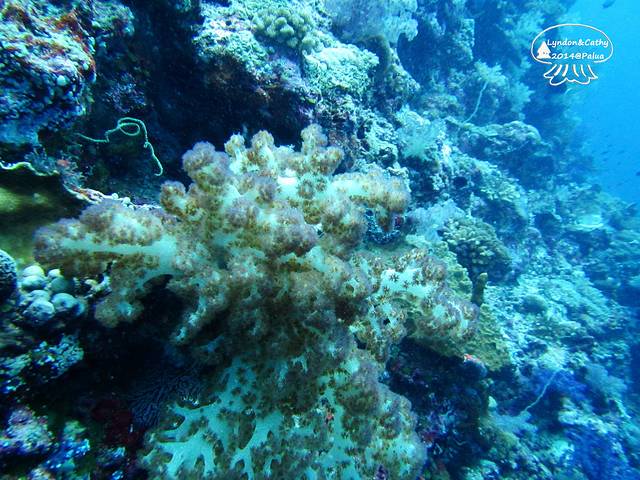 褐红色的软珊瑚,个人感觉还是紫色的更显高贵漂亮.