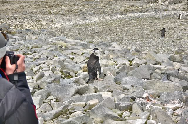 南极的原住民们图片