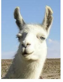 草泥马和中指仙人掌图片