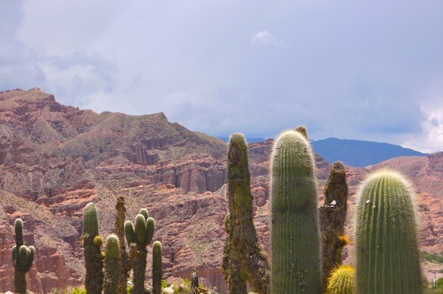 草泥马和中指仙人掌图片