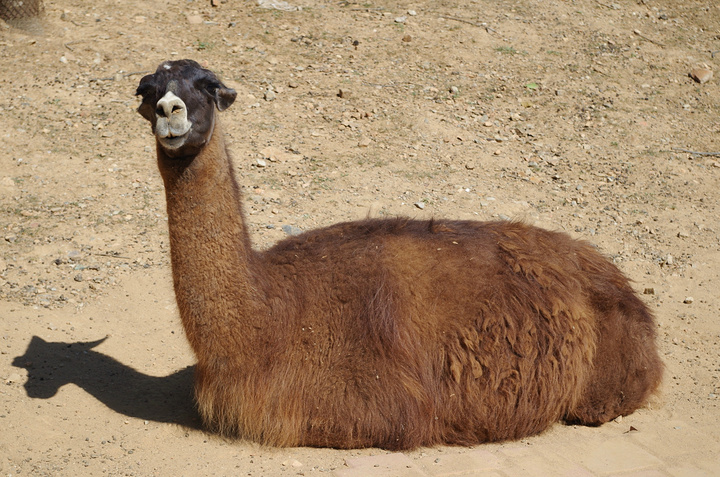 张正面的证件照吧然后我说换个角度,它就换个角度能听懂人话的骆驼,我