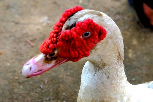 梦里黎乡农家乐