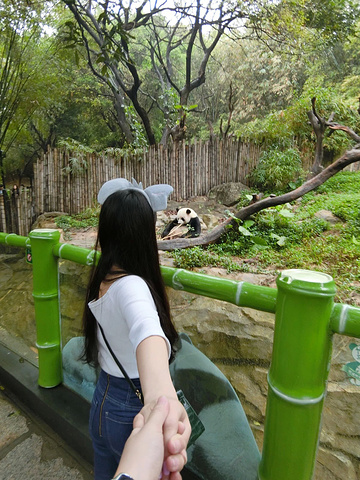 大马戏真的非常精彩_长隆野生动物世界评论 -