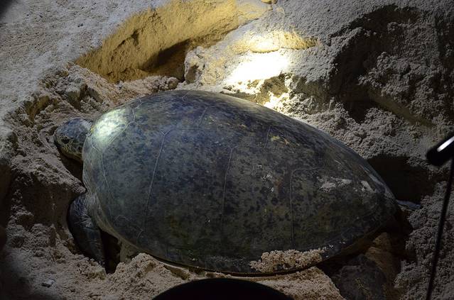 海龟岛国家公园