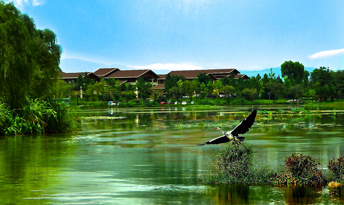 春节再至弥勒——忘忧谷油菜花