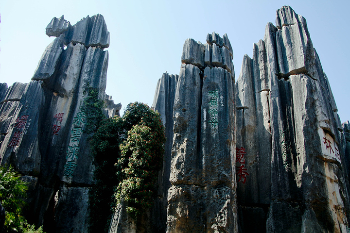 石林景区比较大,风景还确实很美,不过在四川这种卡斯特地貌见得很多