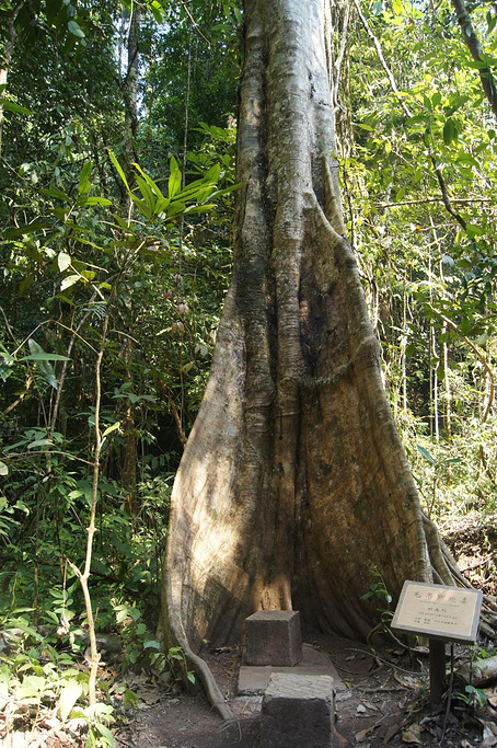 由于没有经验,买完票之后一直在排队等着坐车进景