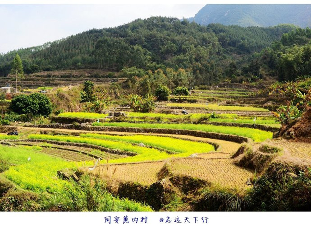 厦门：莲花蔗内村油菜花开惹人醉-附攻略