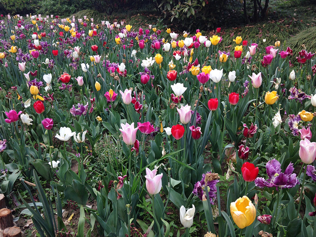 化更喜欢自然风光的我觉得没有太大的兴趣倒是百花