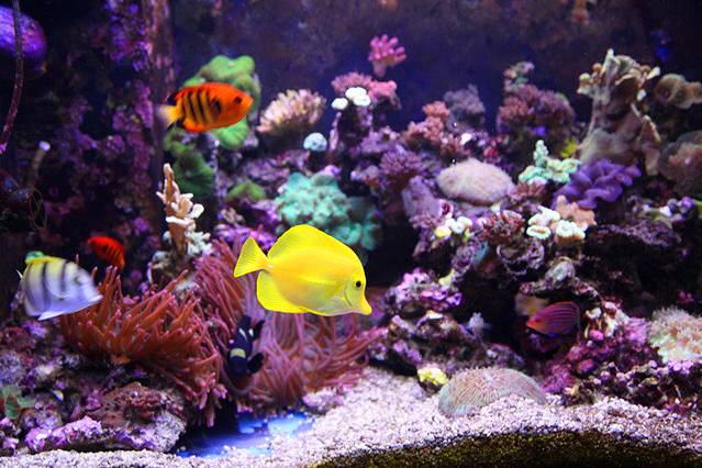 七星柴鱼博物馆