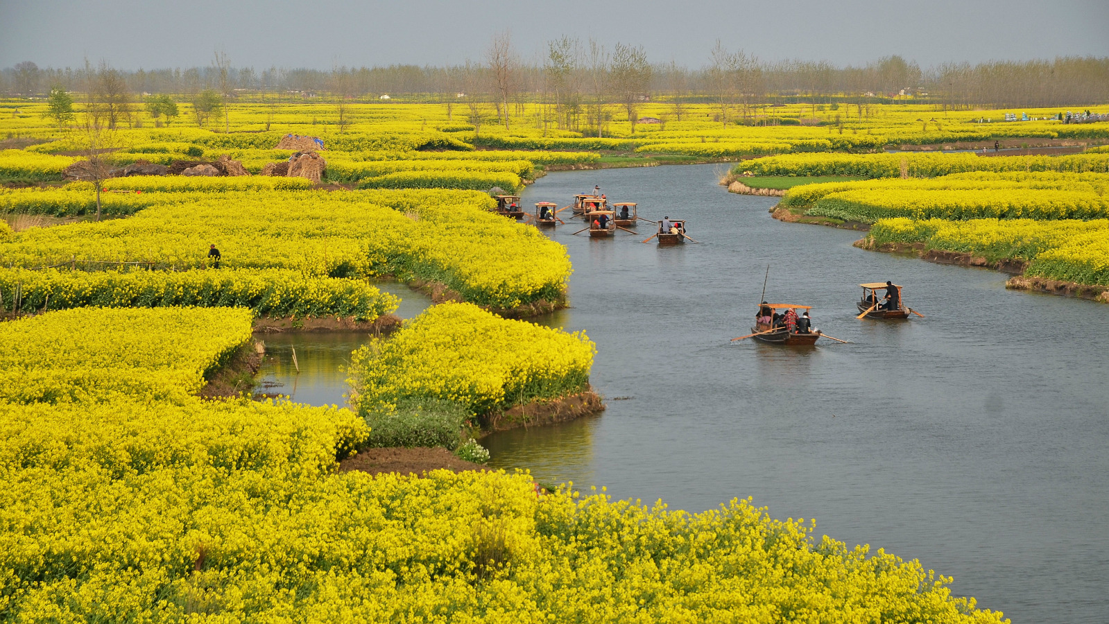 千岛菜花风景区