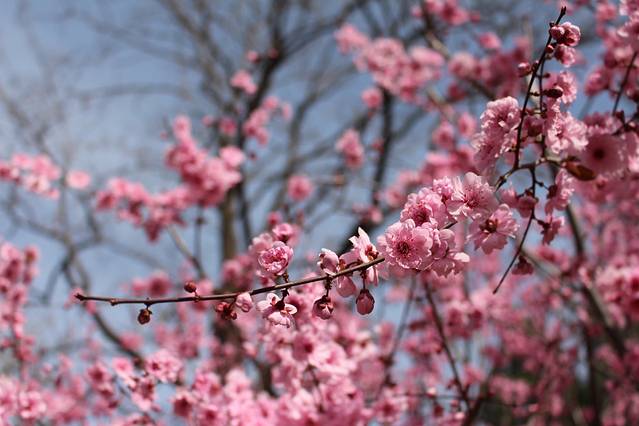 国家植物园(原北京植物园)