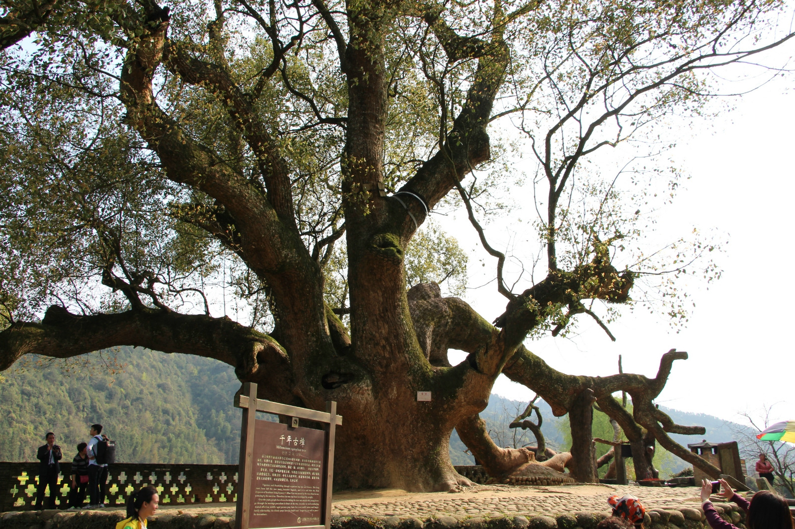 严田古樟民俗园