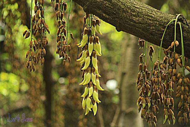 天鹿湖森林公园