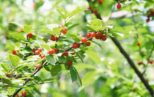 九龙川自然保护区