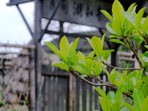 肖甸湖森林公园旅游景点图片