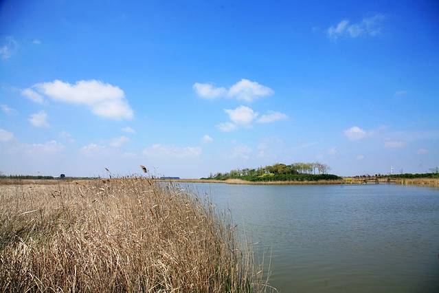 东滩湿地公园