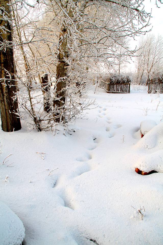 呼伦贝尔草甸草原