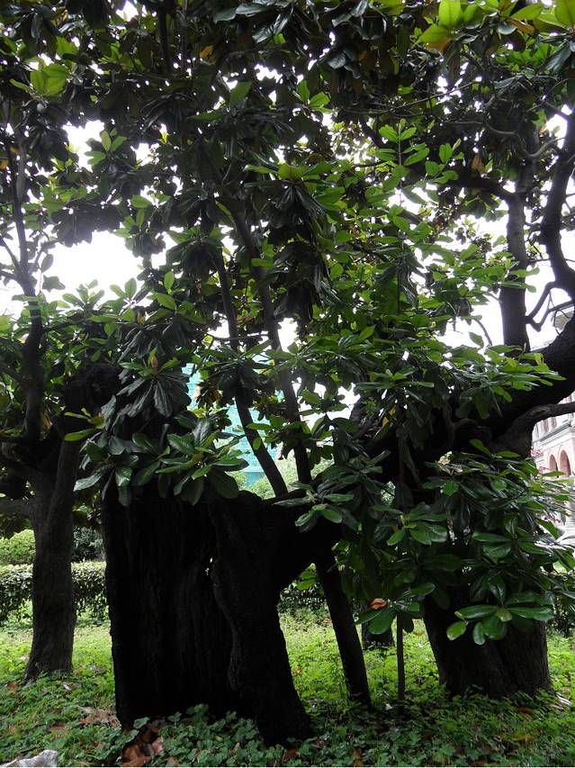 英国驻沪总领事馆