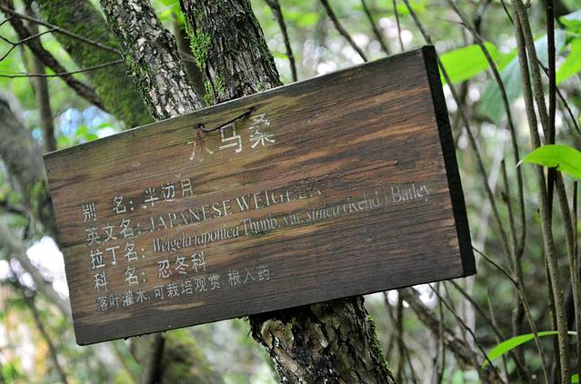 双乳峰古树杜鹃群落