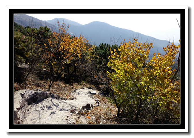 "最高峰海拔 659米，从山底有两条登山路：一条是到山顶彩绘长廊的（有1299台阶，全是台阶路）..._蟒山国家森林公园"的评论图片