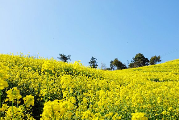 醉卧花海,鲜为人知的浦江油菜花地