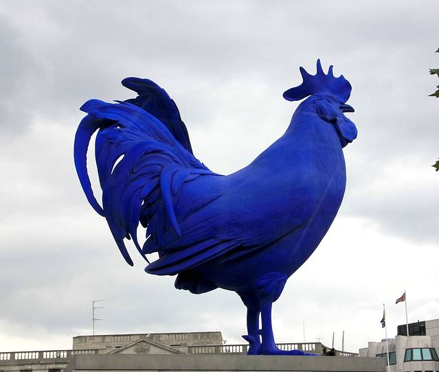 蓝色的哈恩公鸡(haha cock)