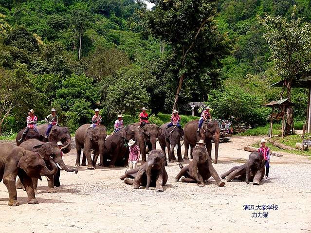 清道大象训练中心