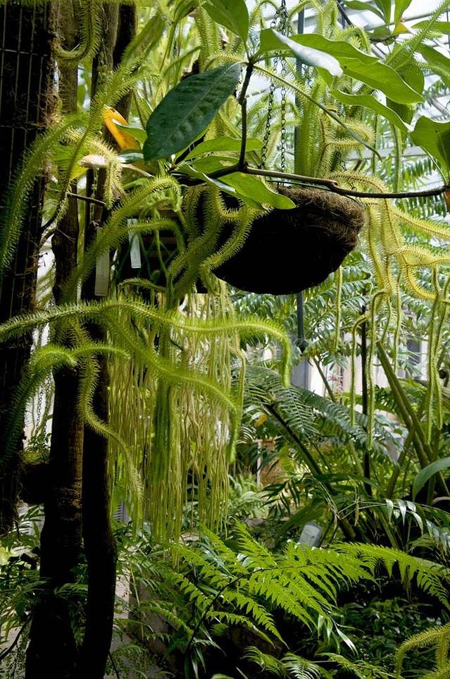 澳大利亚国家植物园