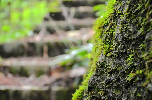 双乳峰古树杜鹃群落