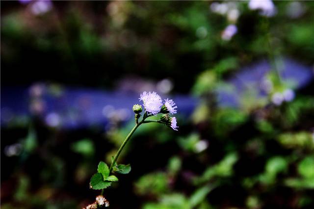 新丰县云髻山景区