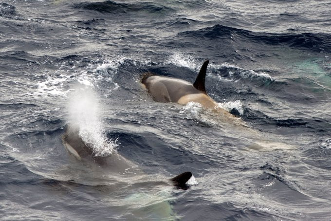 鲸鱼科普图片 鲸鱼科普图片