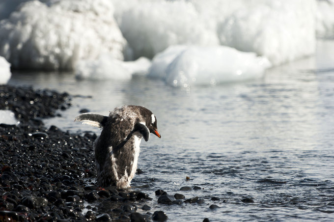 布朗断崖图片 布朗断崖图片