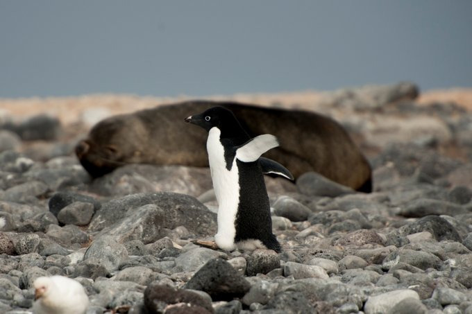 Paulet Island图片 Paulet Island图片