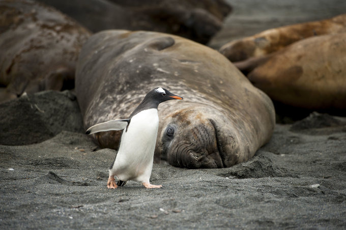 王企鹅的世界图片 王企鹅的世界图片