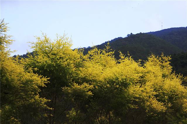 新丰县云髻山景区