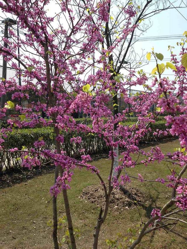 松江青青旅游世界