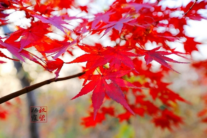 "都说秋风扫落叶，加上最近天气多变且恶劣，担心枫叶掉光，等真正来到栖霞山，赤橙黄绿、层林尽染，美丽非常_栖霞山"的评论图片