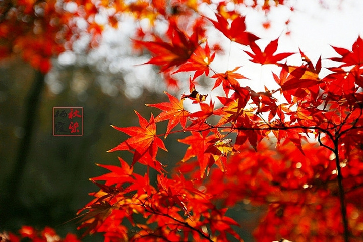 "都说秋风扫落叶，加上最近天气多变且恶劣，担心枫叶掉光，等真正来到栖霞山，赤橙黄绿、层林尽染，美丽非常_栖霞山"的评论图片