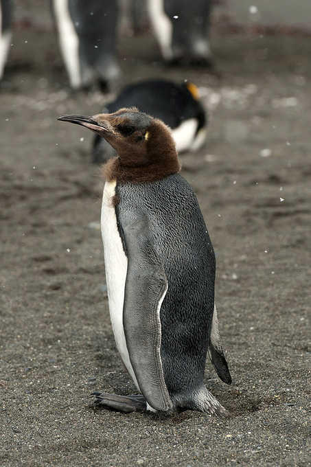 王企鹅的世界图片 王企鹅的世界图片