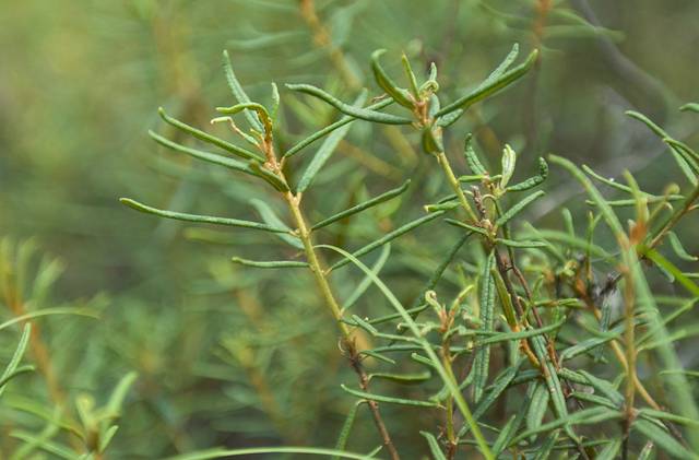 杜香,采一枝擦在身上,身有余香.